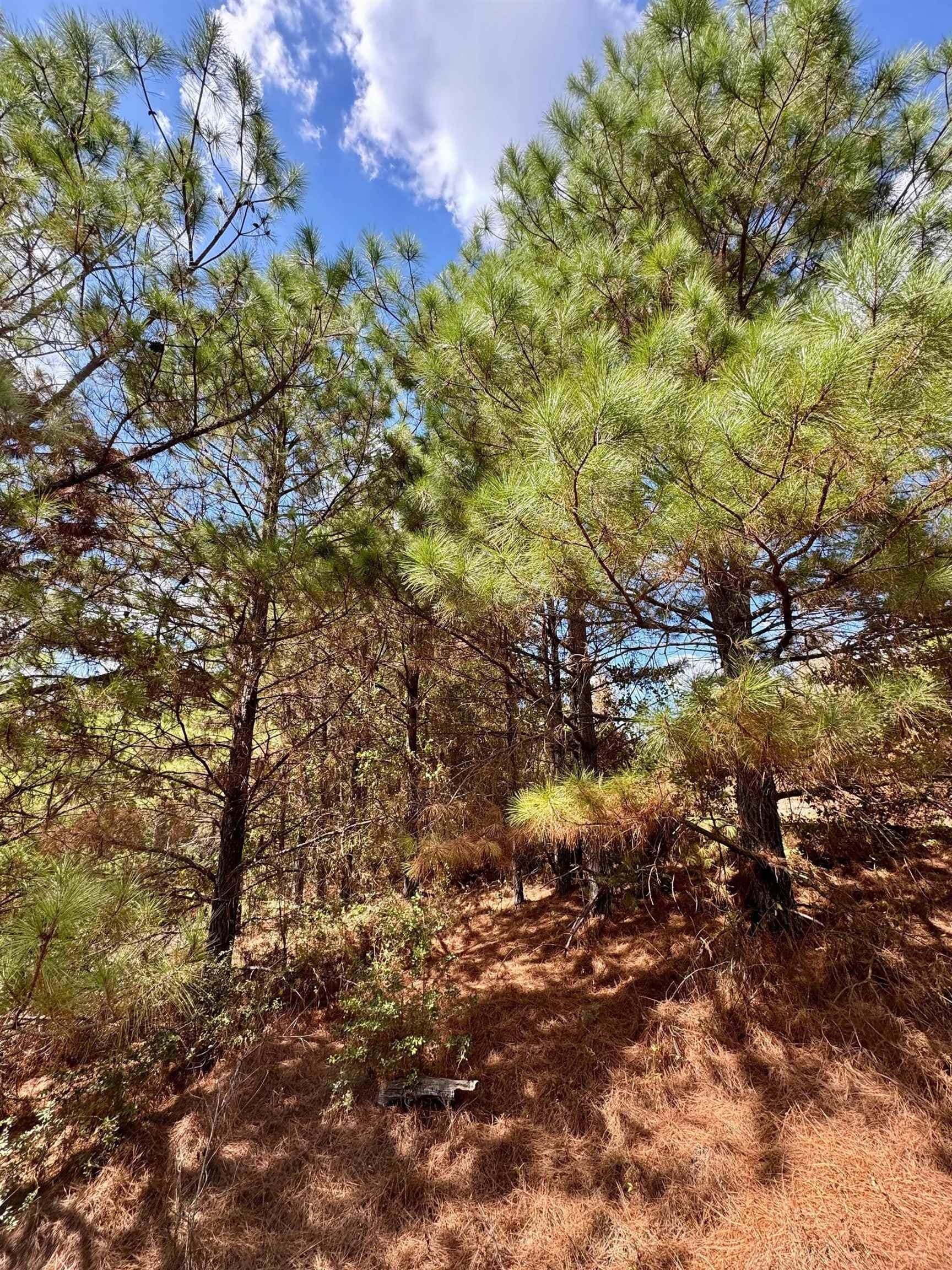 69.36 acres in Marion County - photo 7