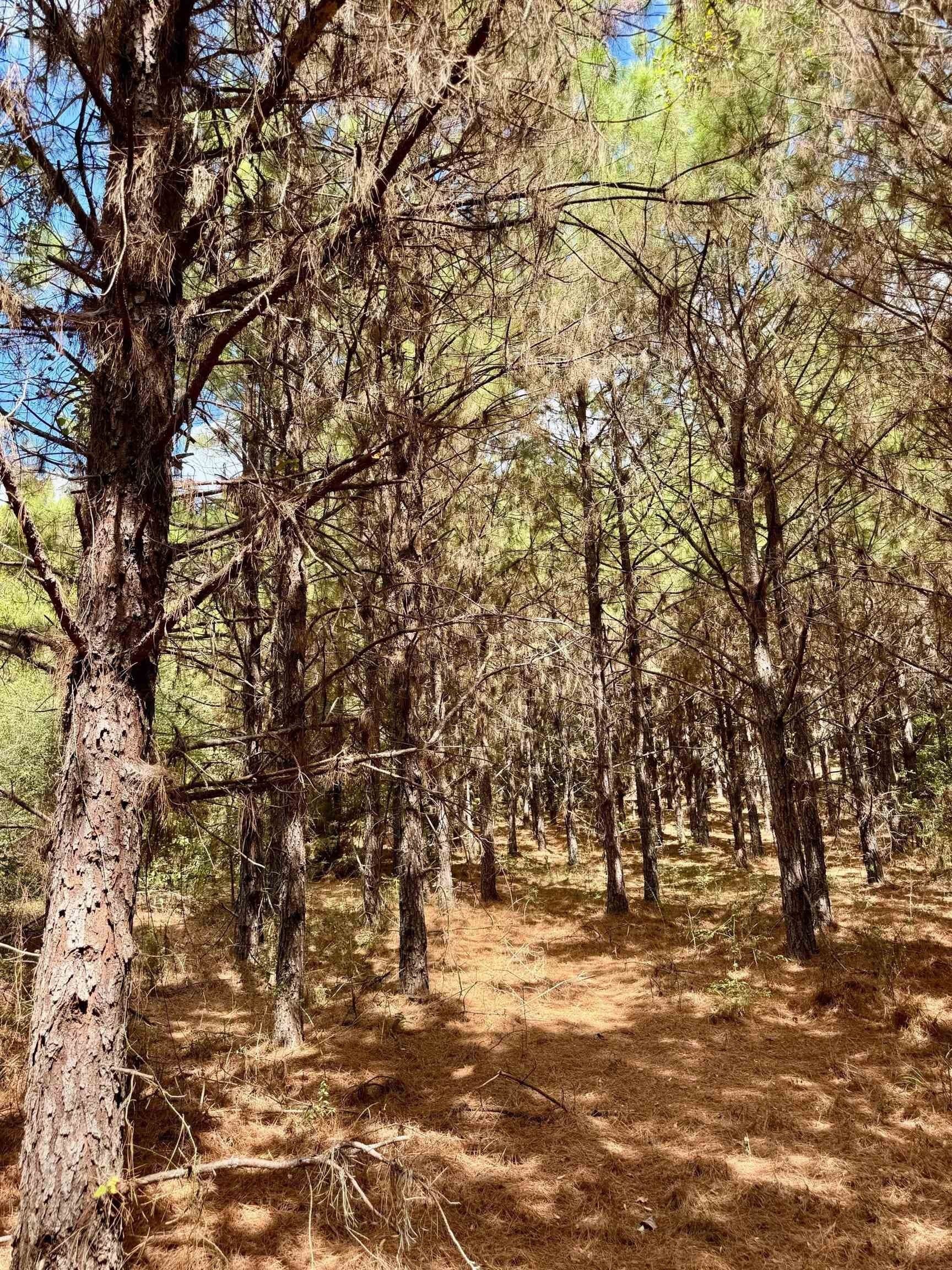 69.36 acres in Marion County - photo 16