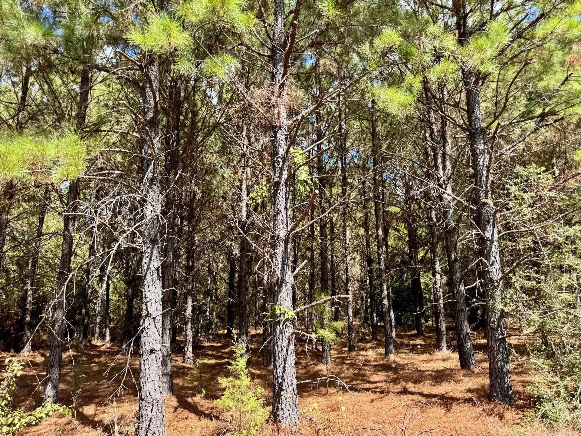 69.36 acres in Marion County - photo 19
