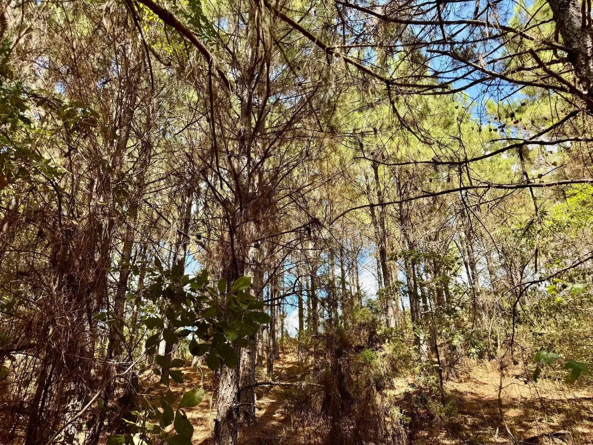 69.36 acres in Marion County - photo 9