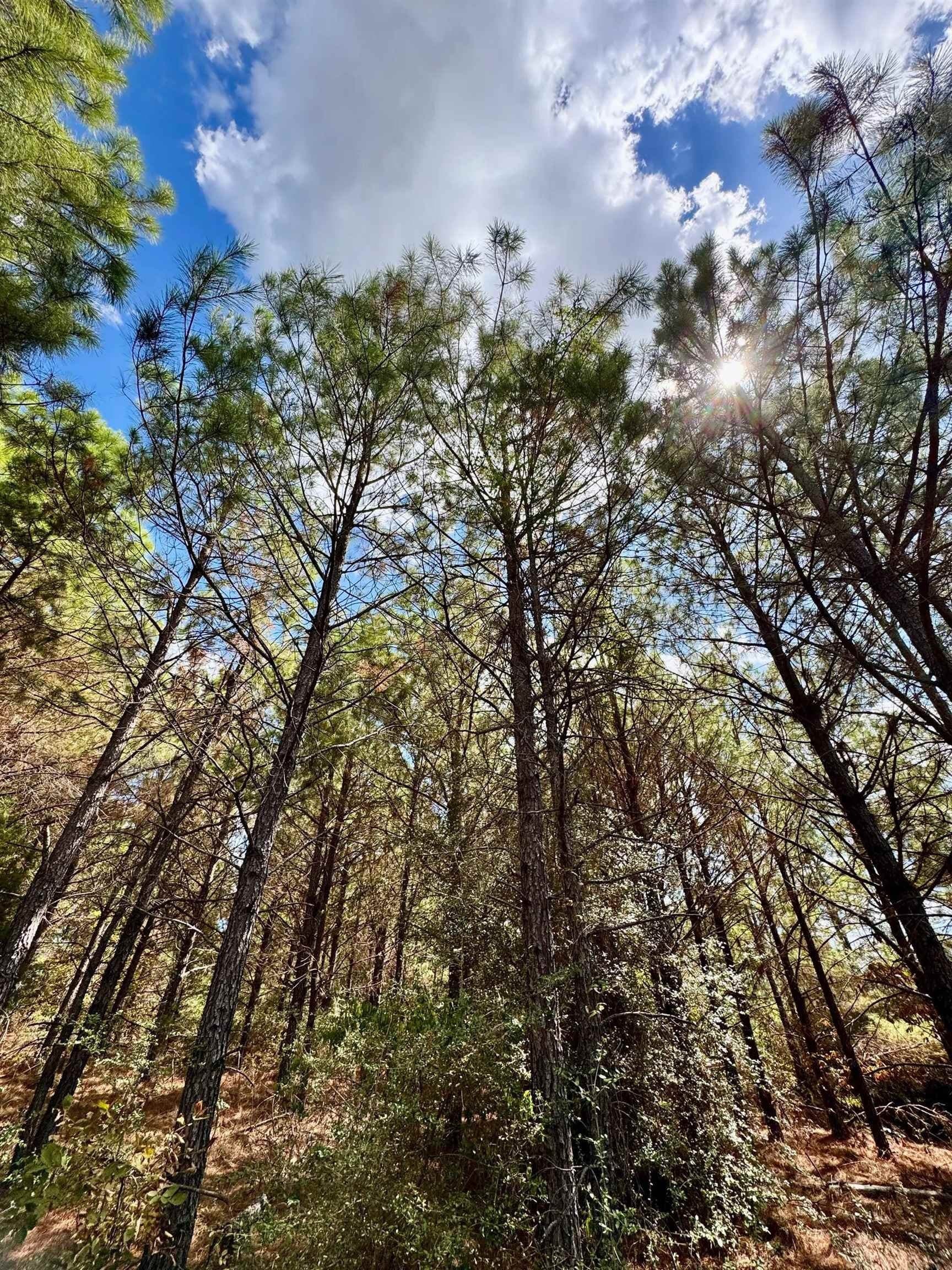 69.36 acres in Marion County - photo 15