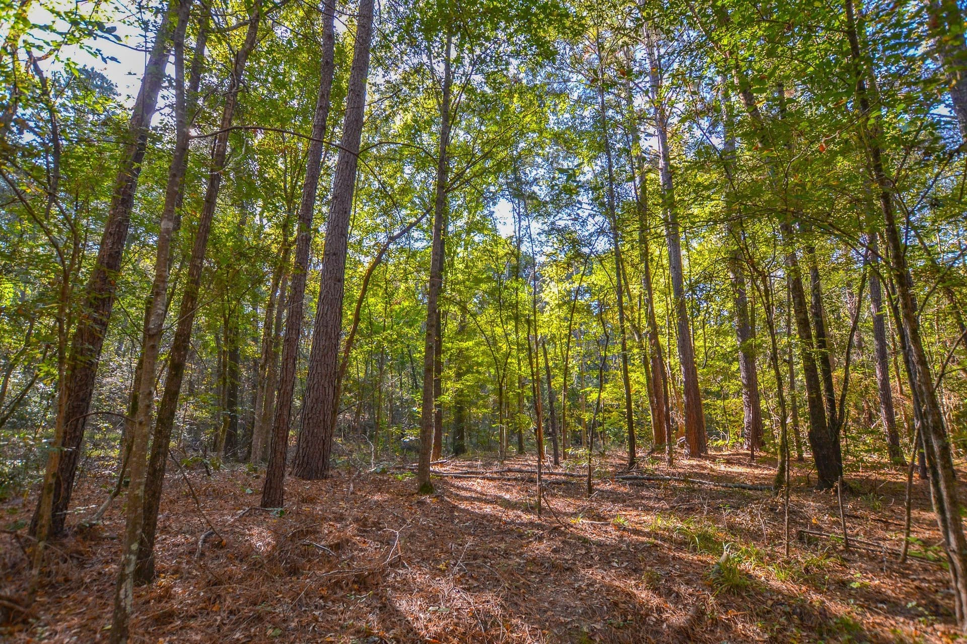 15.5 acres in Henderson County - photo 3