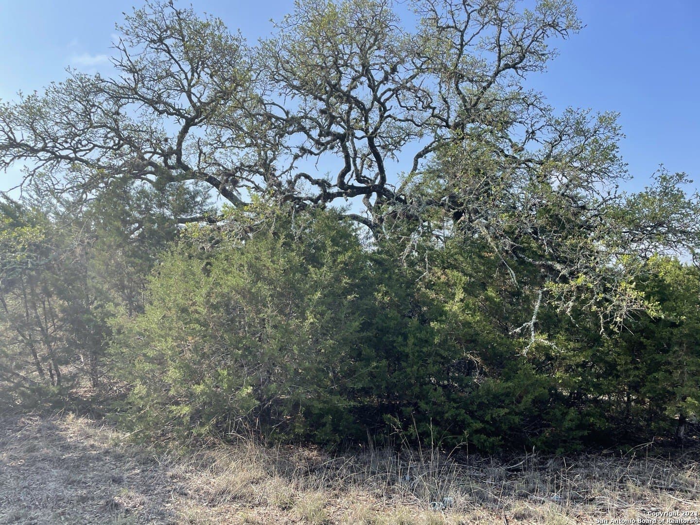 0.96 acres in Comal County gallery image 2
