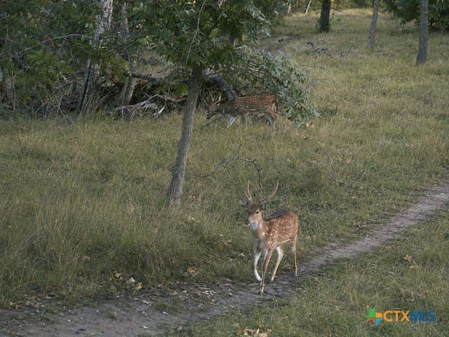 56.27 acres in Gillespie County - photo 4