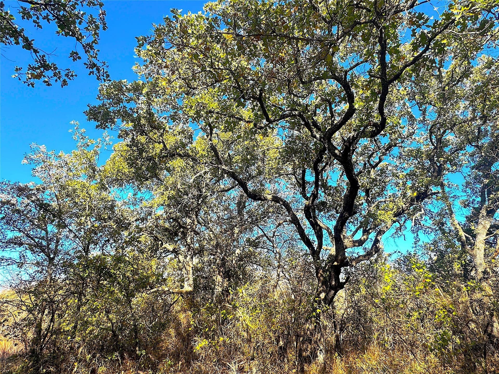 146.4 acres in Jack County - photo 19