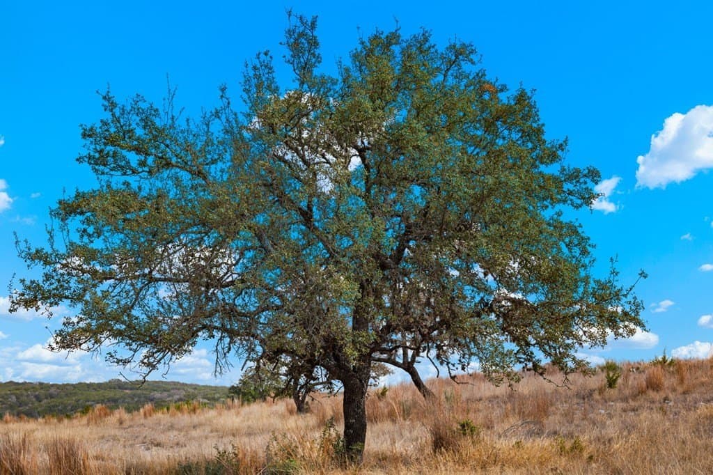 3.08 acres in Gillespie County - photo 9