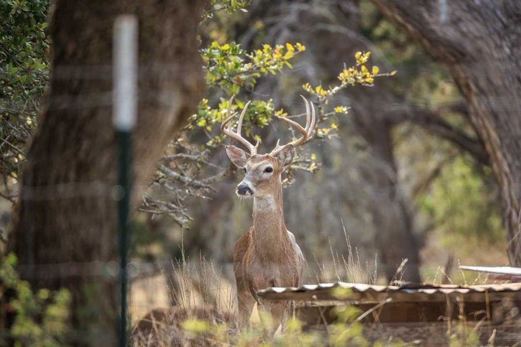 21 acres in Gillespie County - photo 46