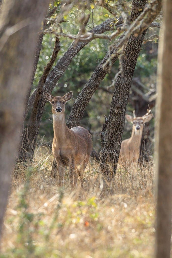 21 acres in Gillespie County - photo 47