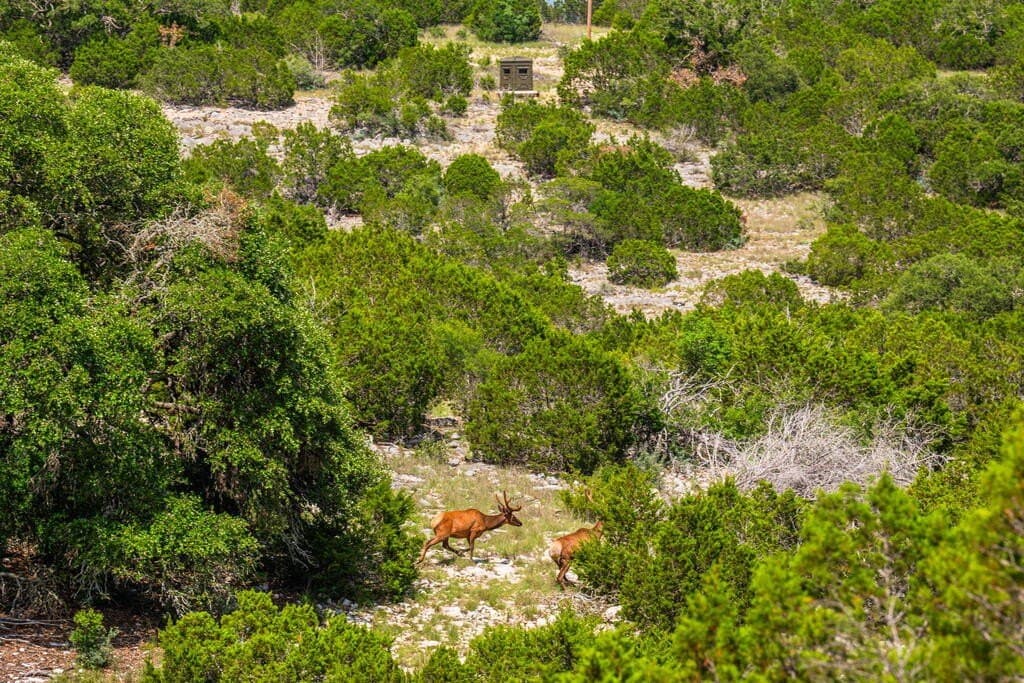 100 acres in Real County - photo 29