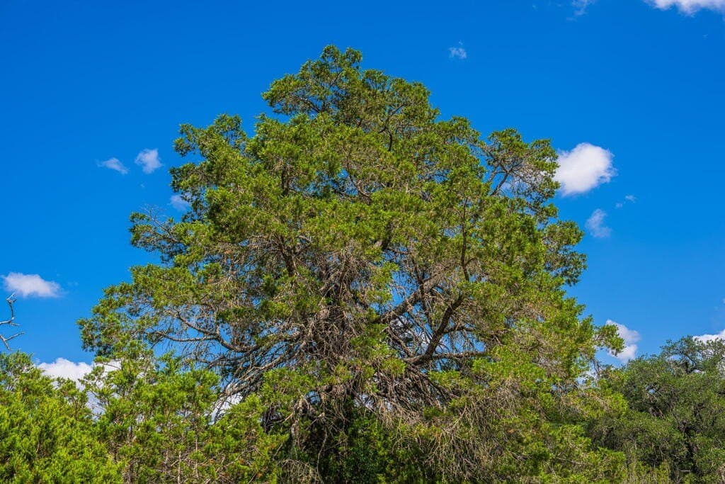 100 acres in Real County - photo 30