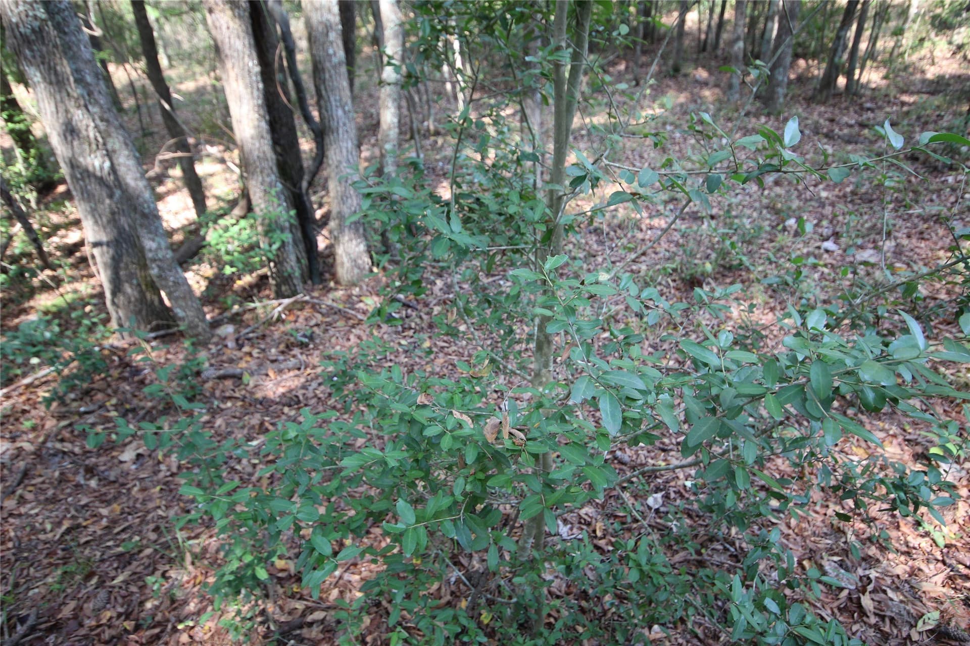 82.71 acres in Anderson County - photo 16
