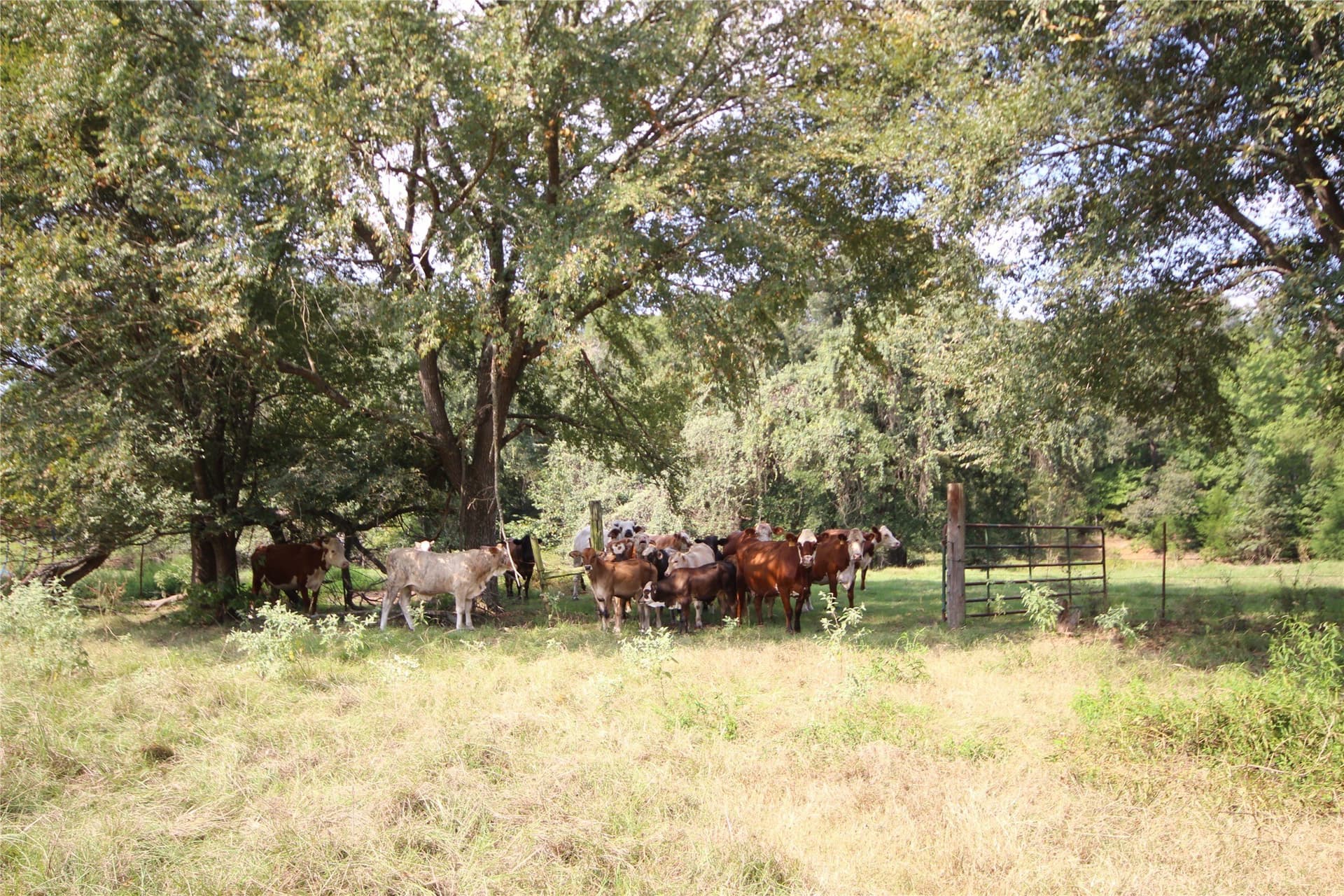 82.71 acres in Anderson County - photo 6