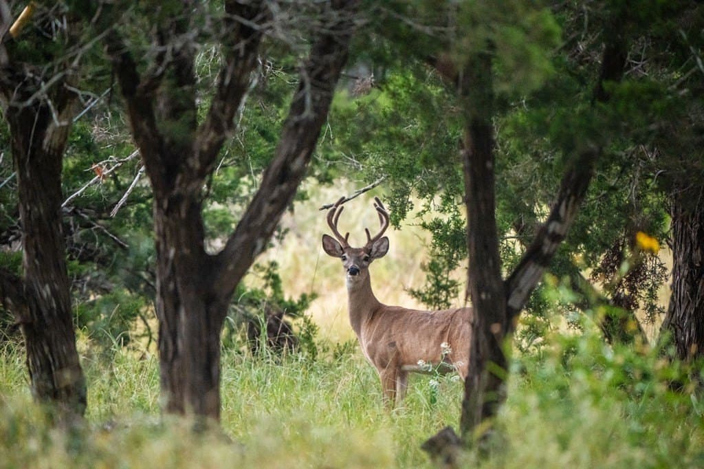 91.28 acres in Kerr County - photo 63