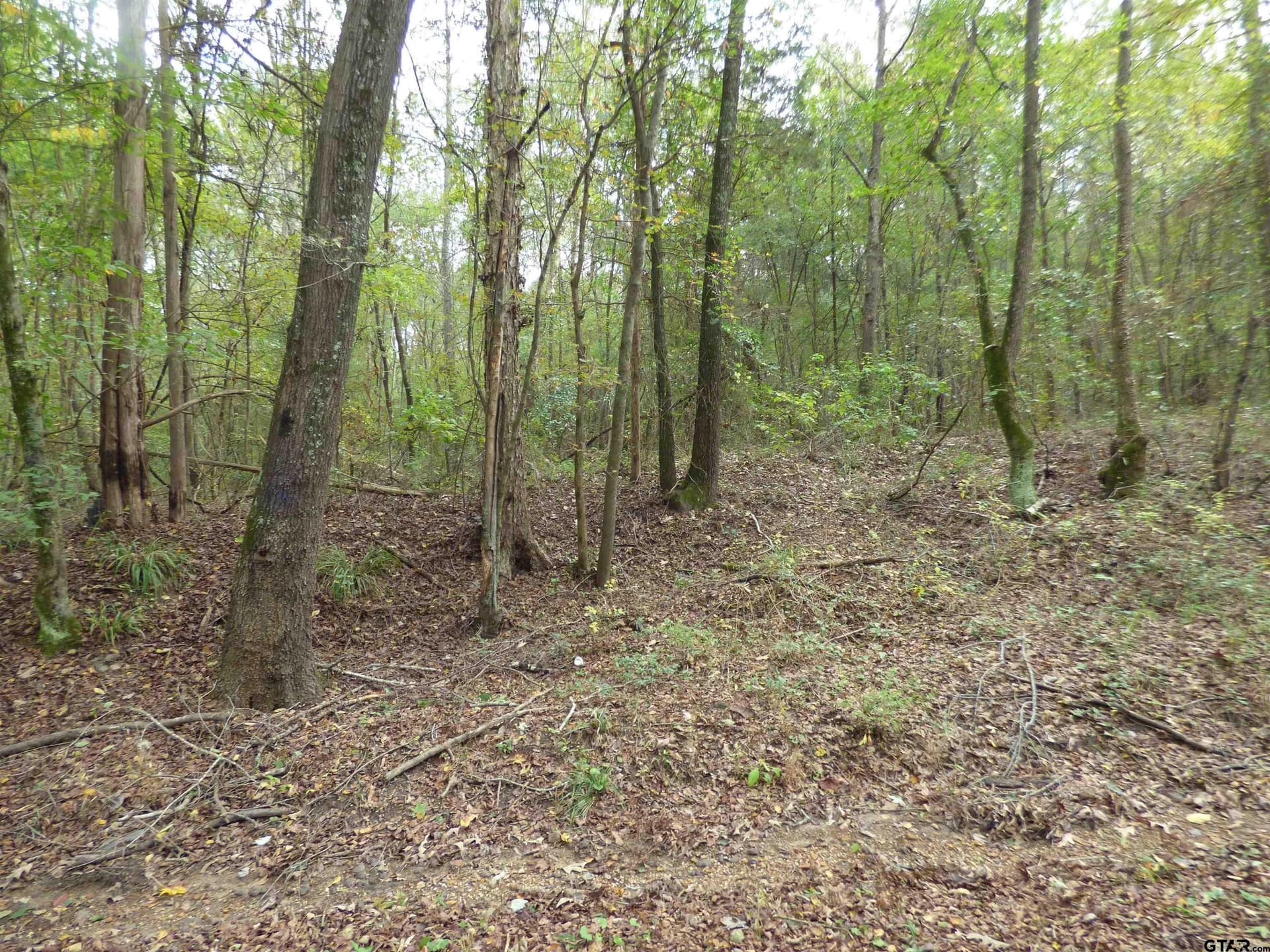 12 acres in Camp County