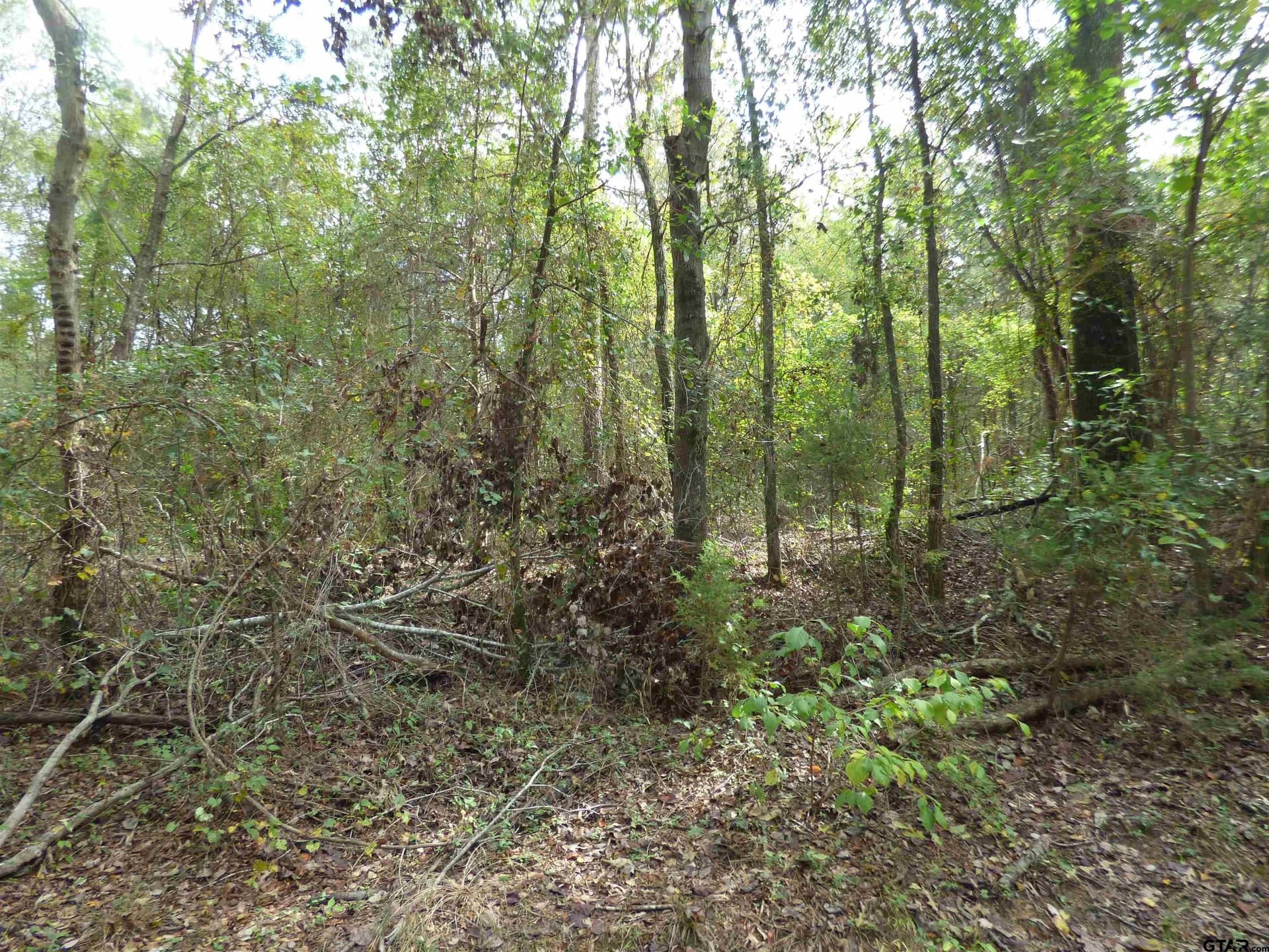 12 acres in Camp County featured view