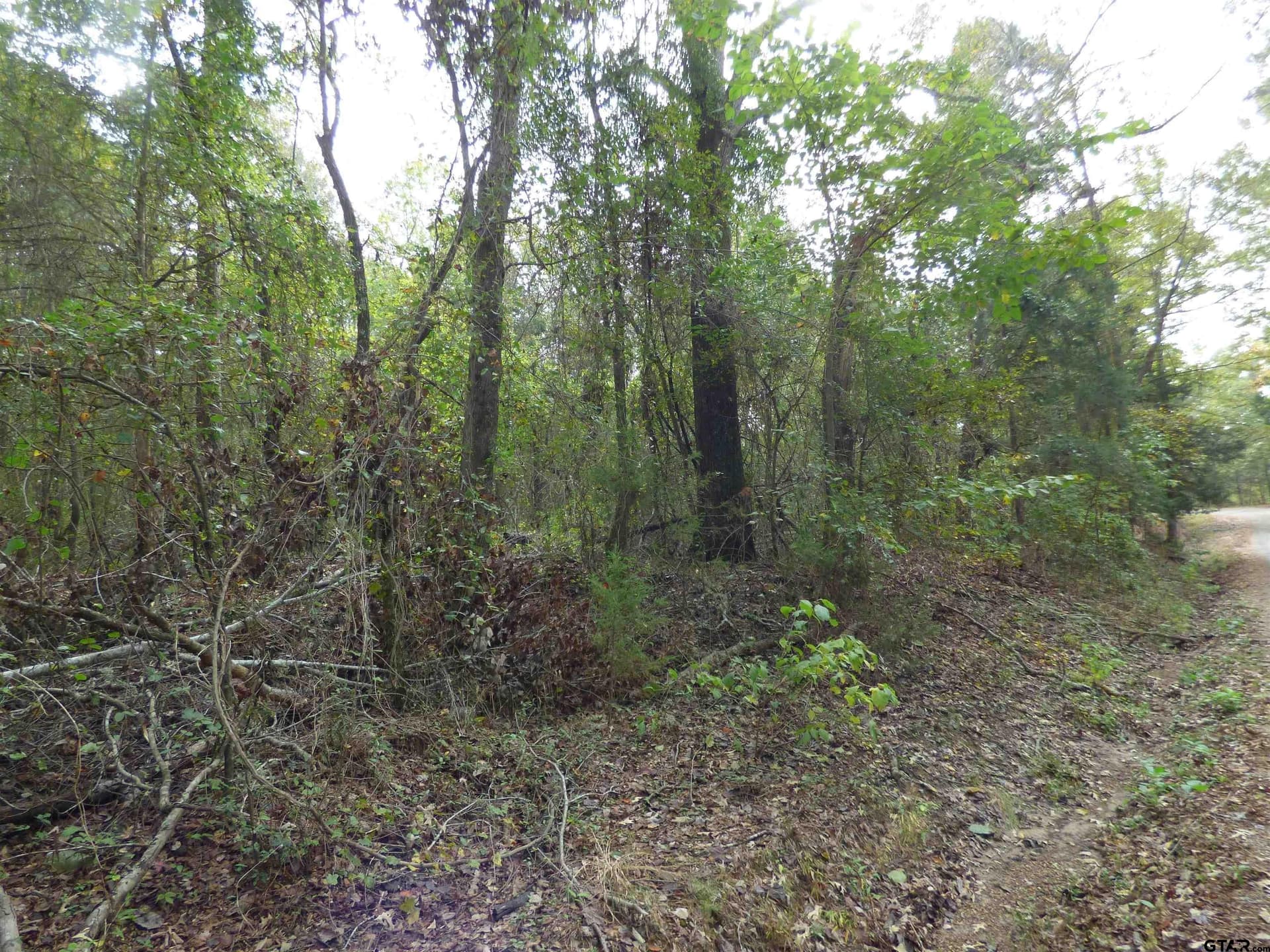 12 acres in Camp County gallery image 4