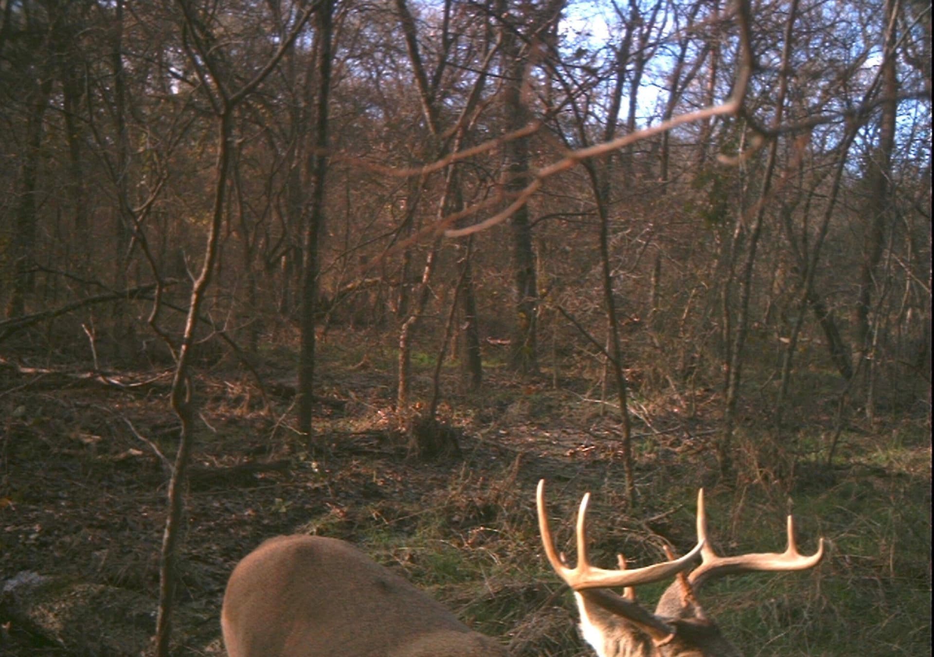 45.02 acres in Navarro County - photo 20