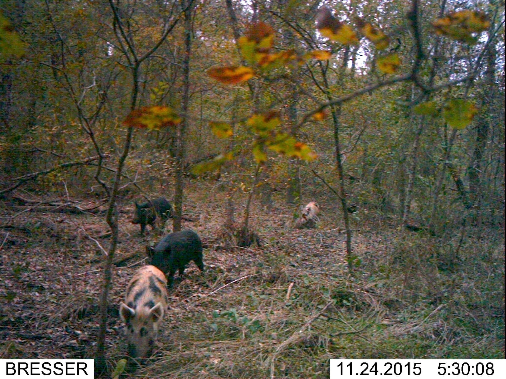 45.02 acres in Navarro County - photo 23