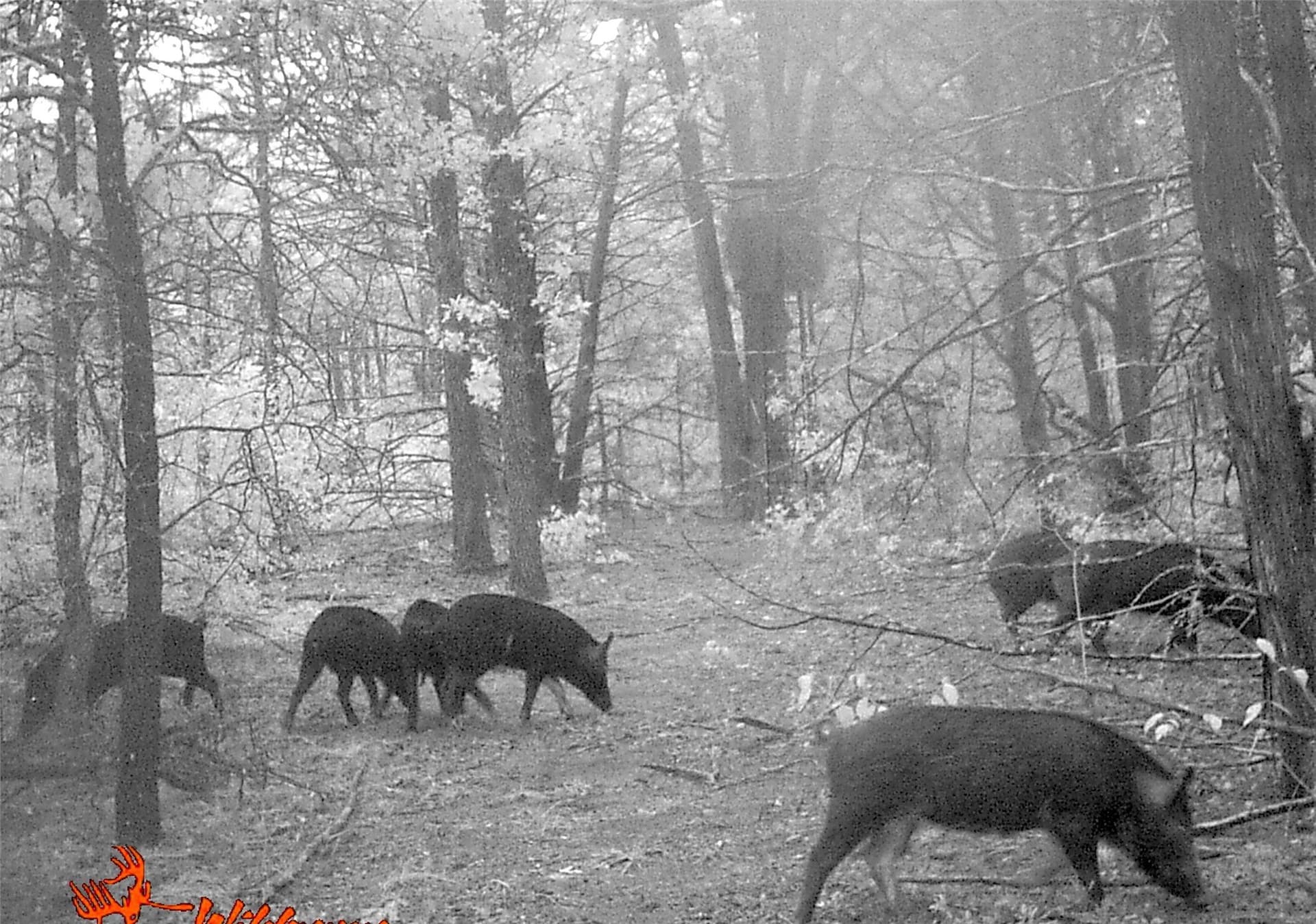 45.02 acres in Navarro County - photo 22