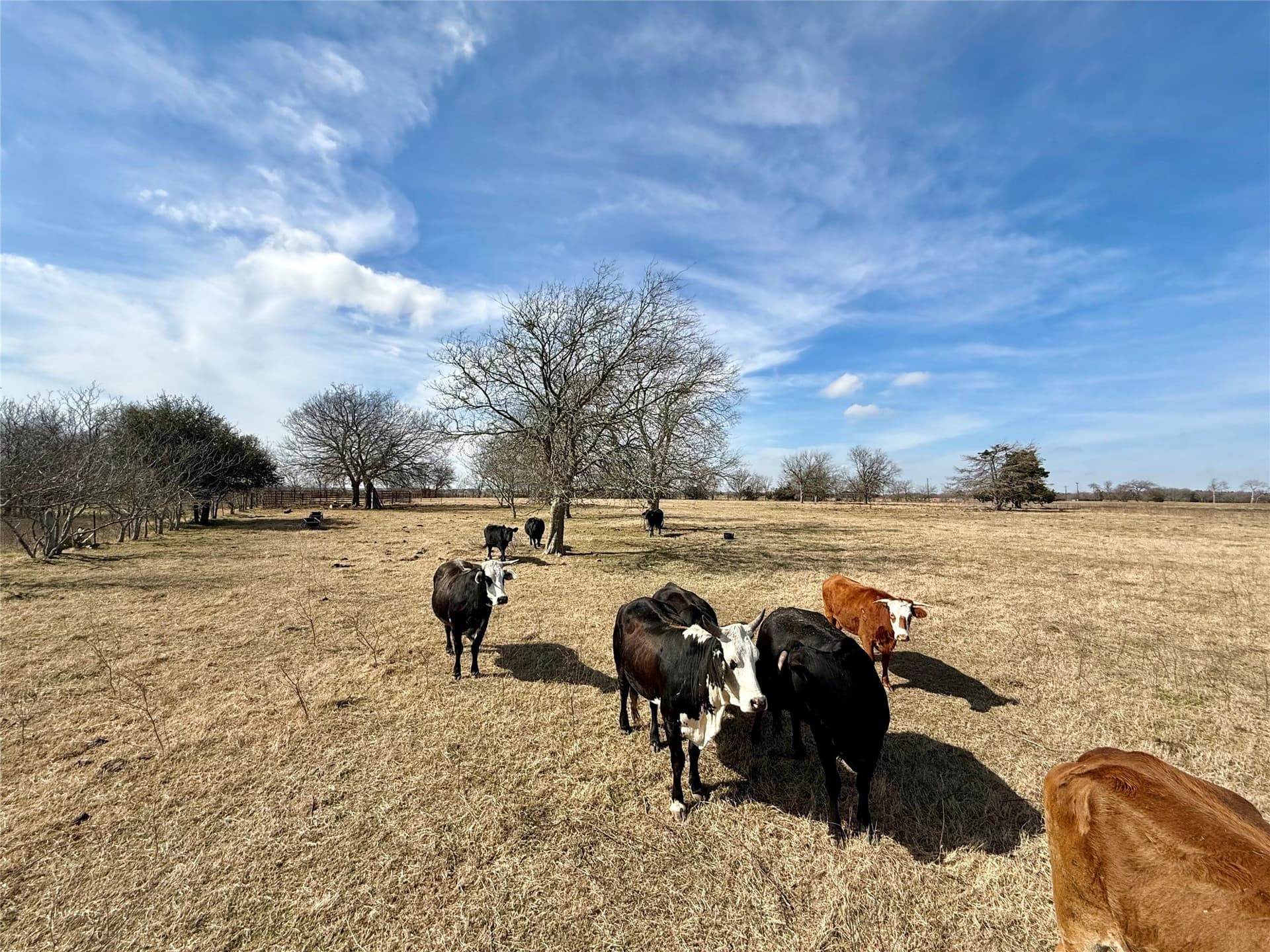 20.5 acres in Limestone County - photo 4