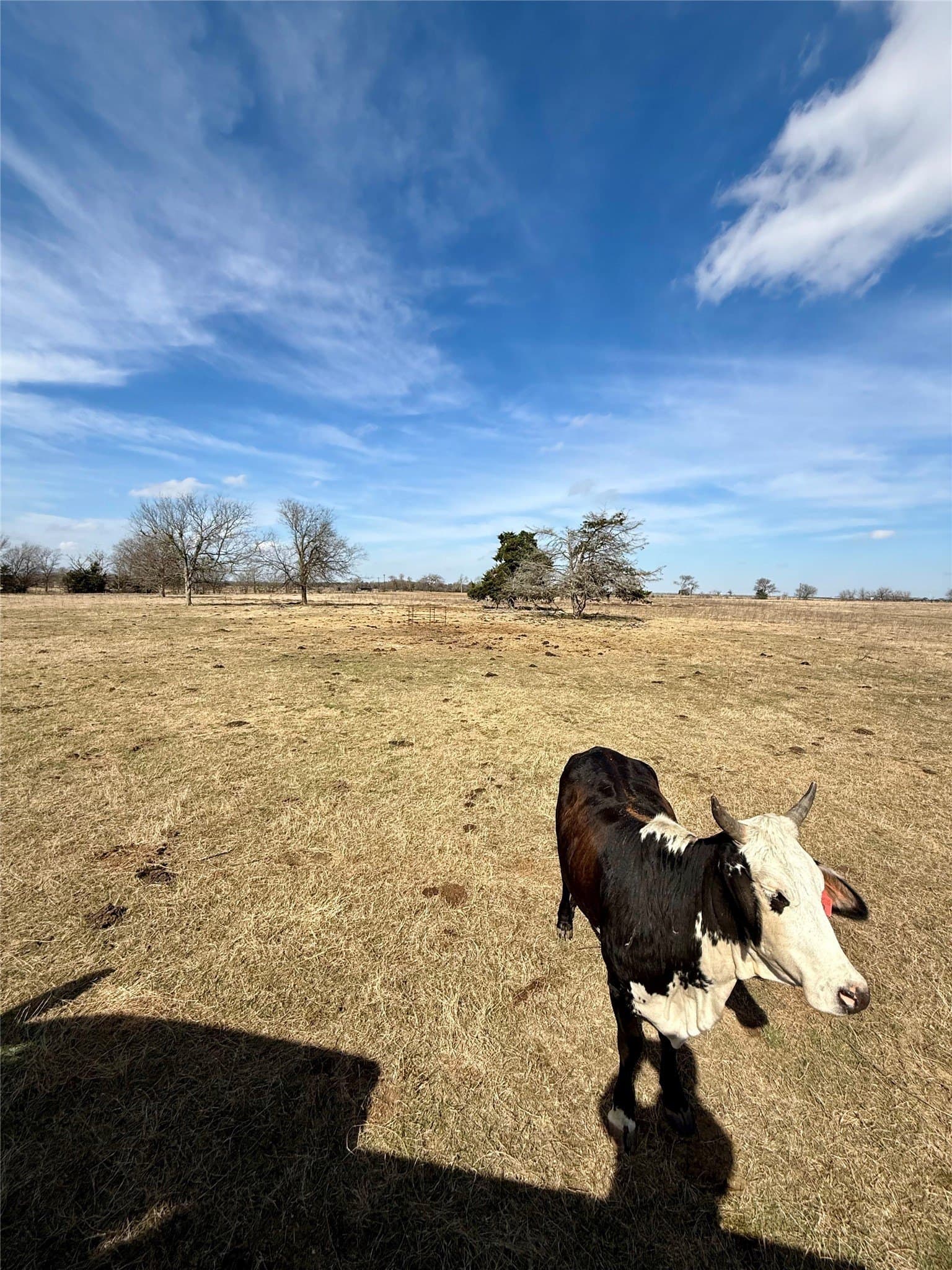 20.5 acres in Limestone County - photo 6