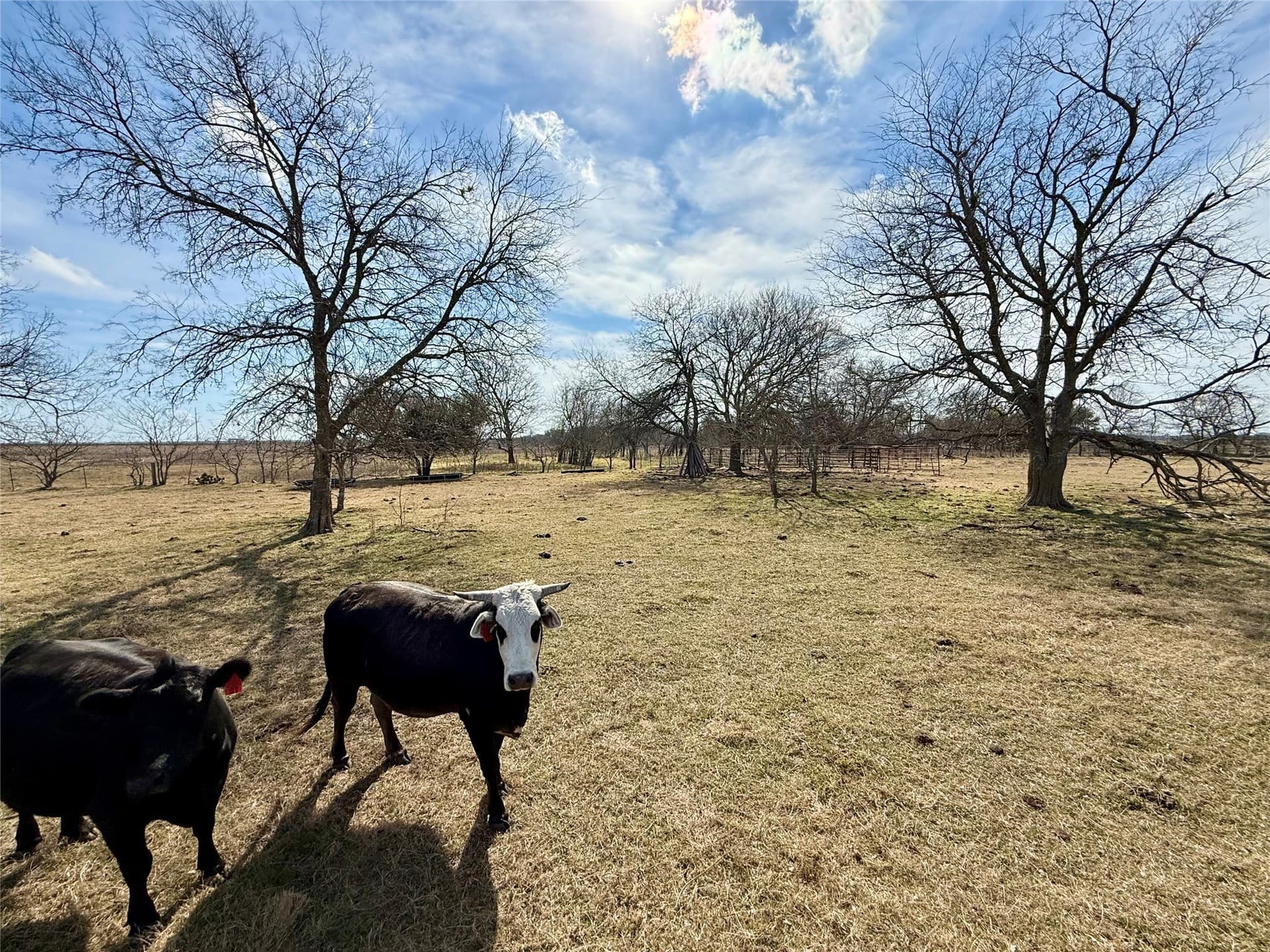 20.5 acres in Limestone County - photo 5