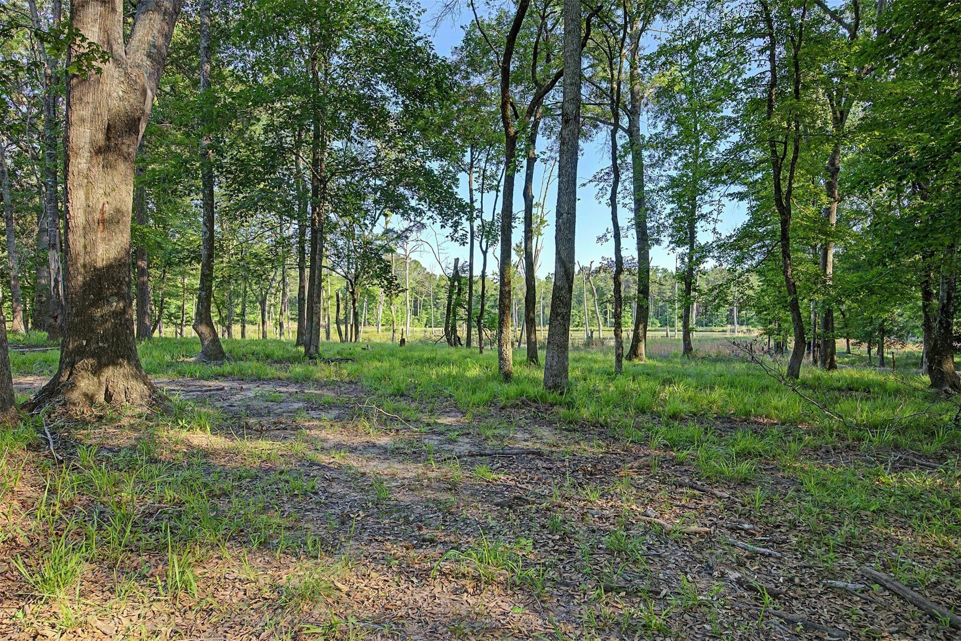340.63 acres in Panola County - photo 19