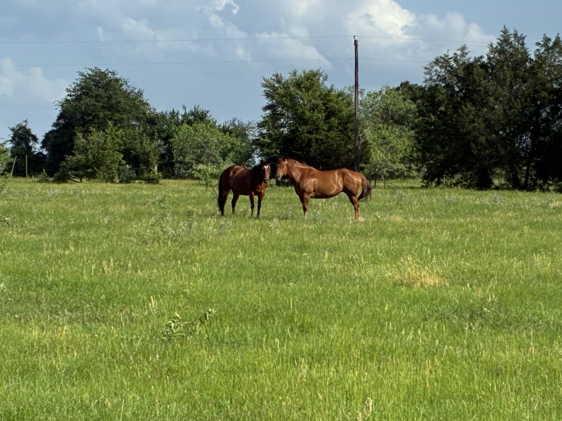 30.23 acres in Freestone County - photo 6