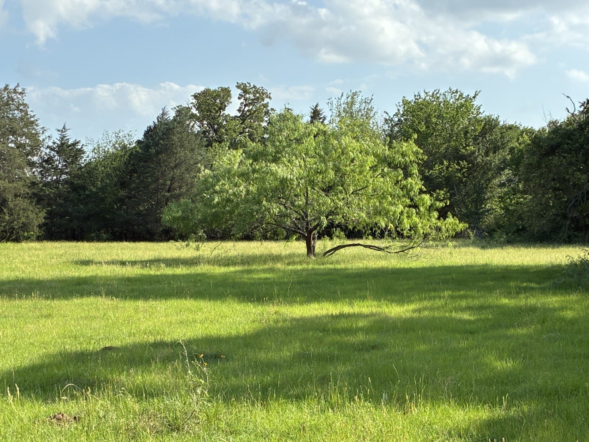 30.23 acres in Freestone County - photo 10