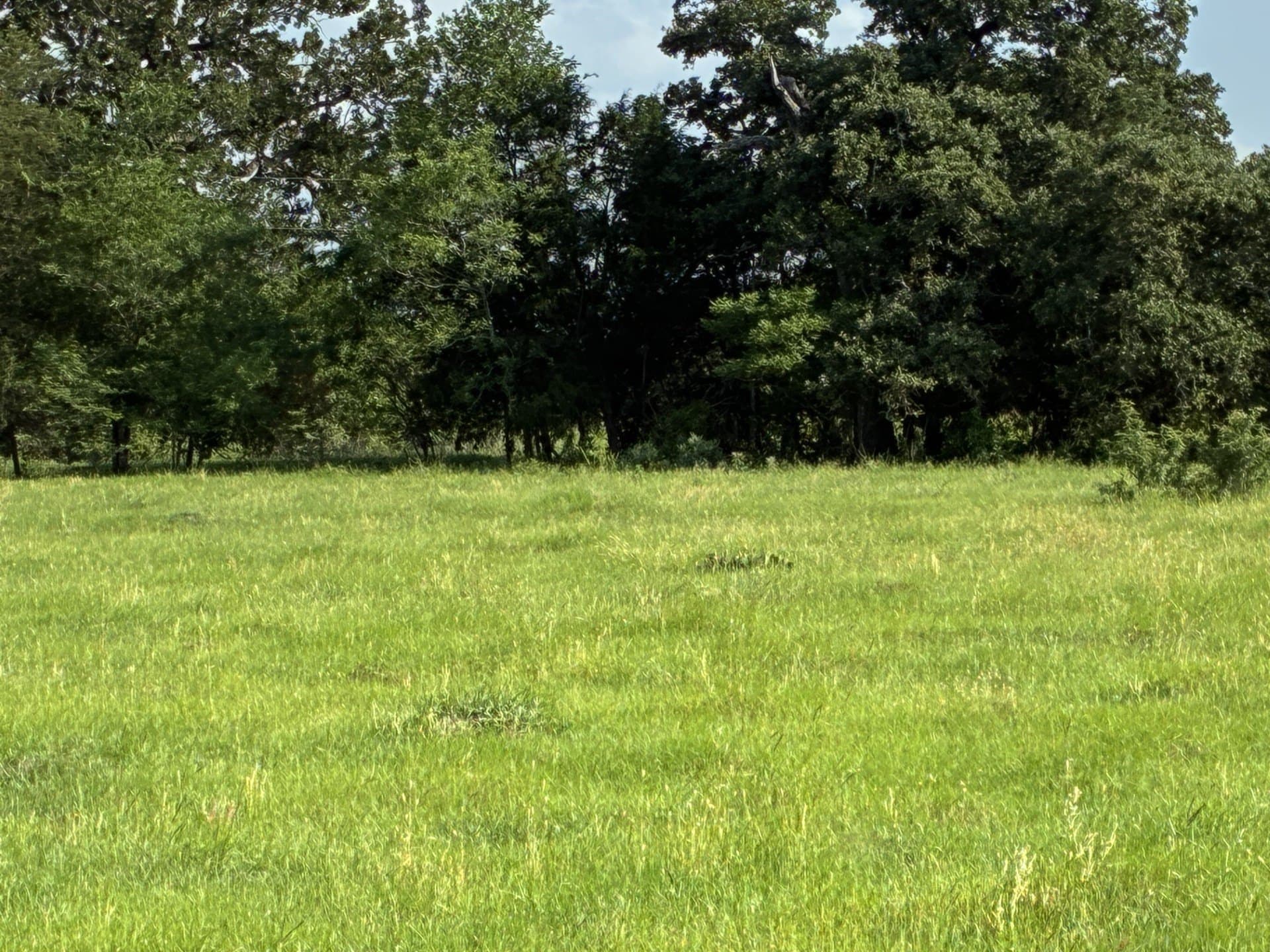 30.23 acres in Freestone County - photo 8
