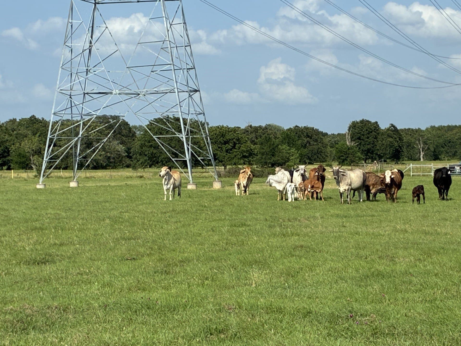 30.23 acres in Freestone County - photo 9