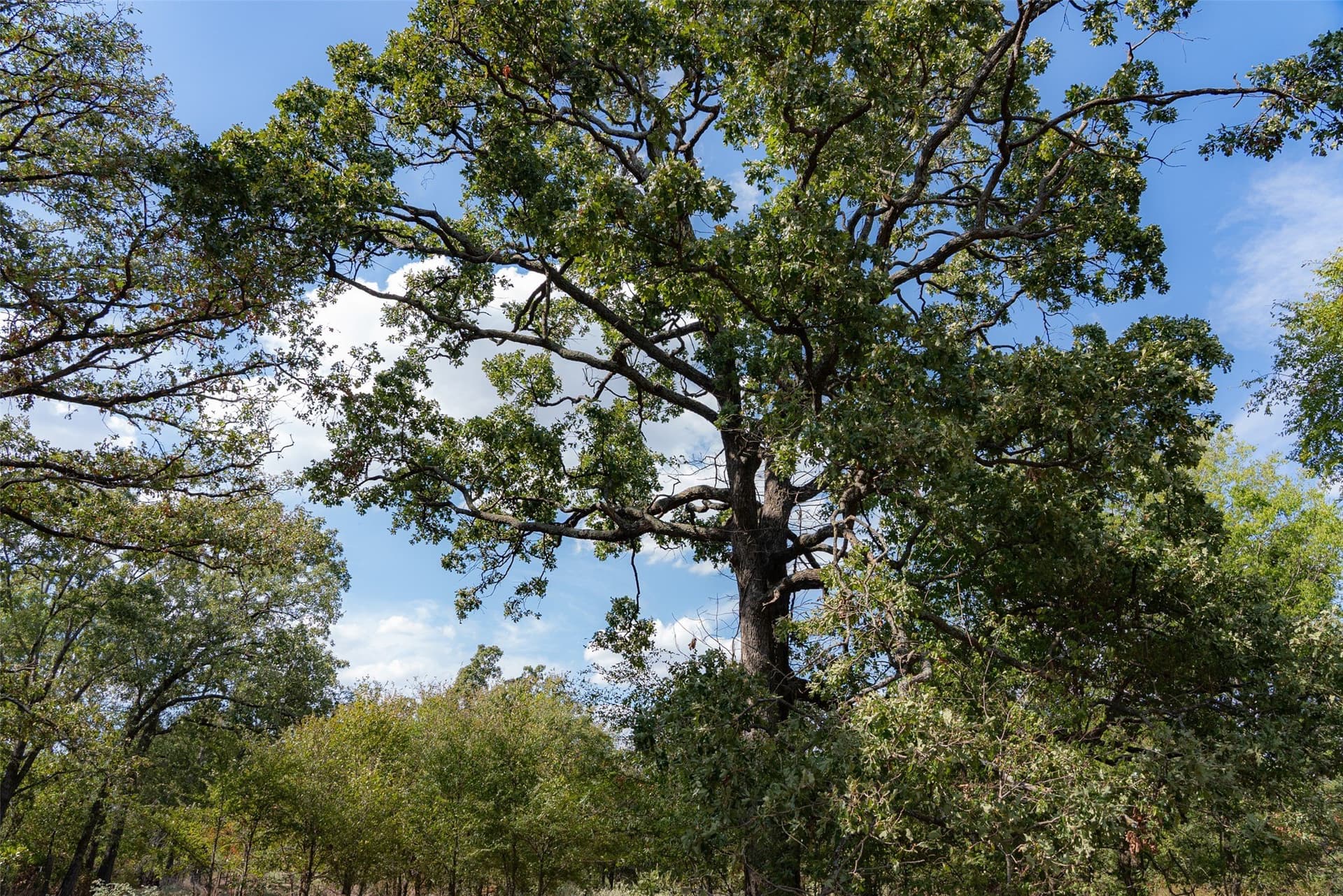 27.8 acres in Van Zandt County - photo 36