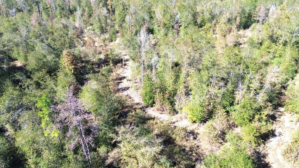 41.2 acres in Texas County gallery image 4