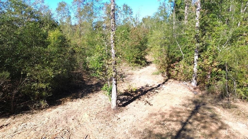 41.2 acres in Texas County gallery image 2