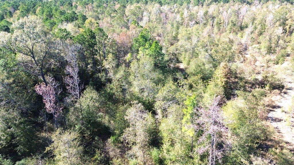 41.2 acres in Texas County featured view