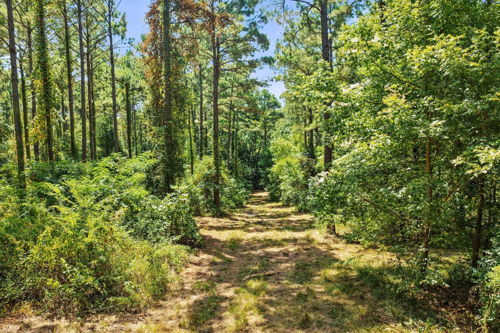 10.33 acres in Camp County - photo 14