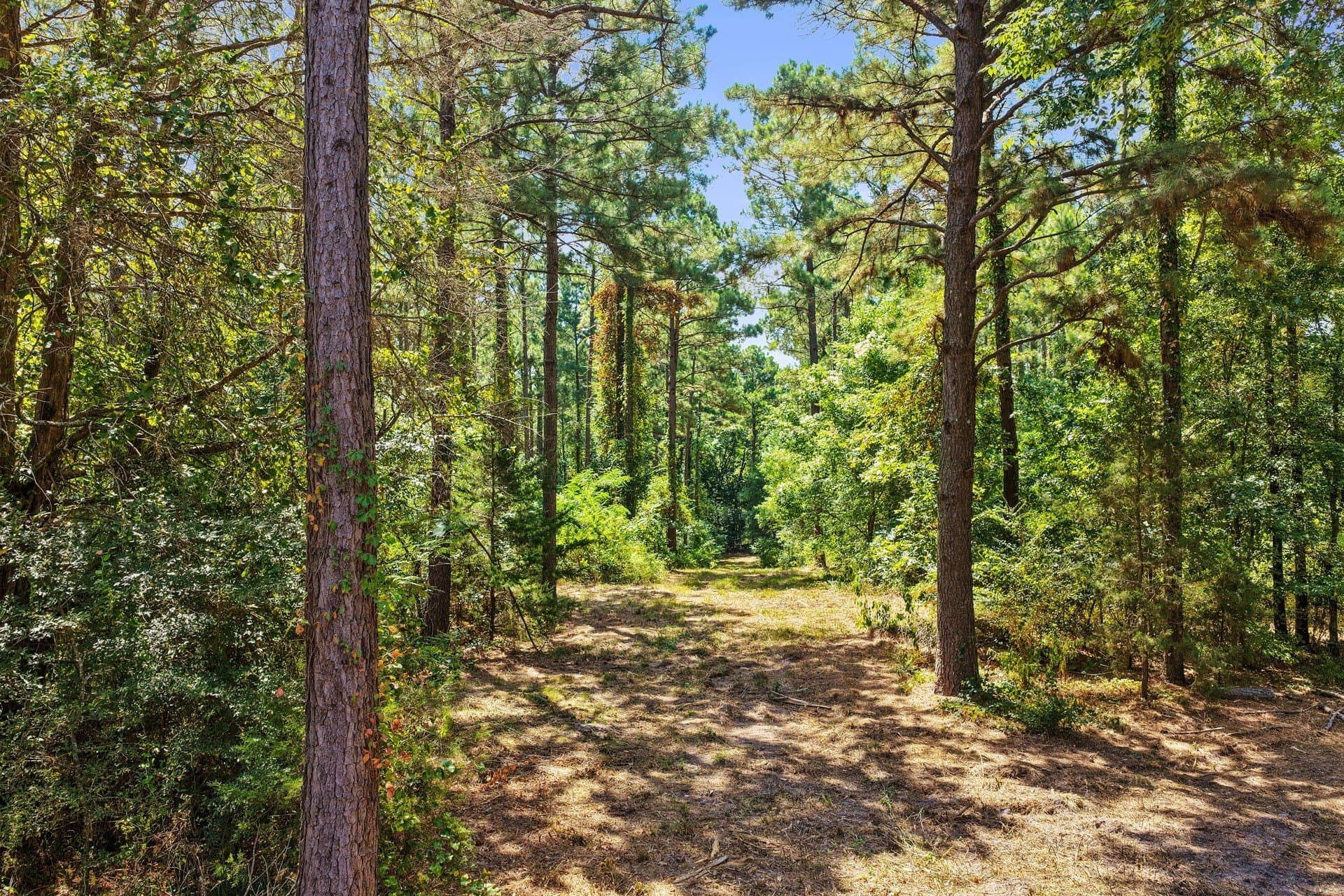 10.33 acres in Camp County - photo 12