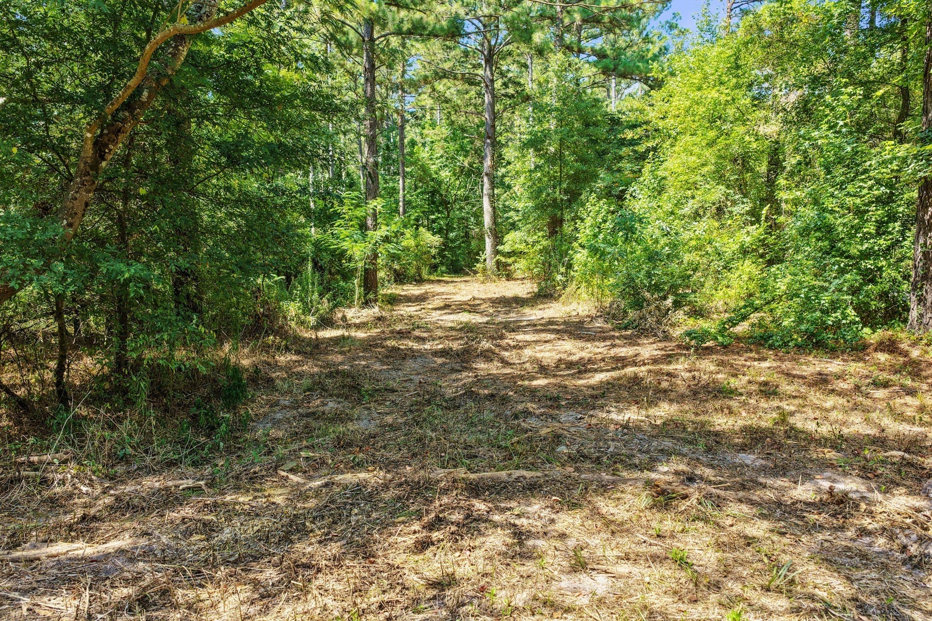 10.33 acres in Camp County - photo 15