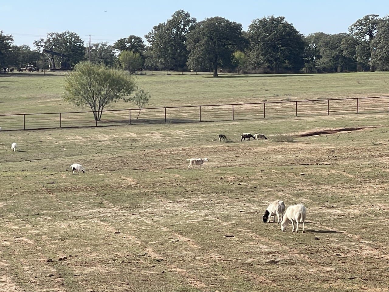 54.5 acres in Wise County - photo 17
