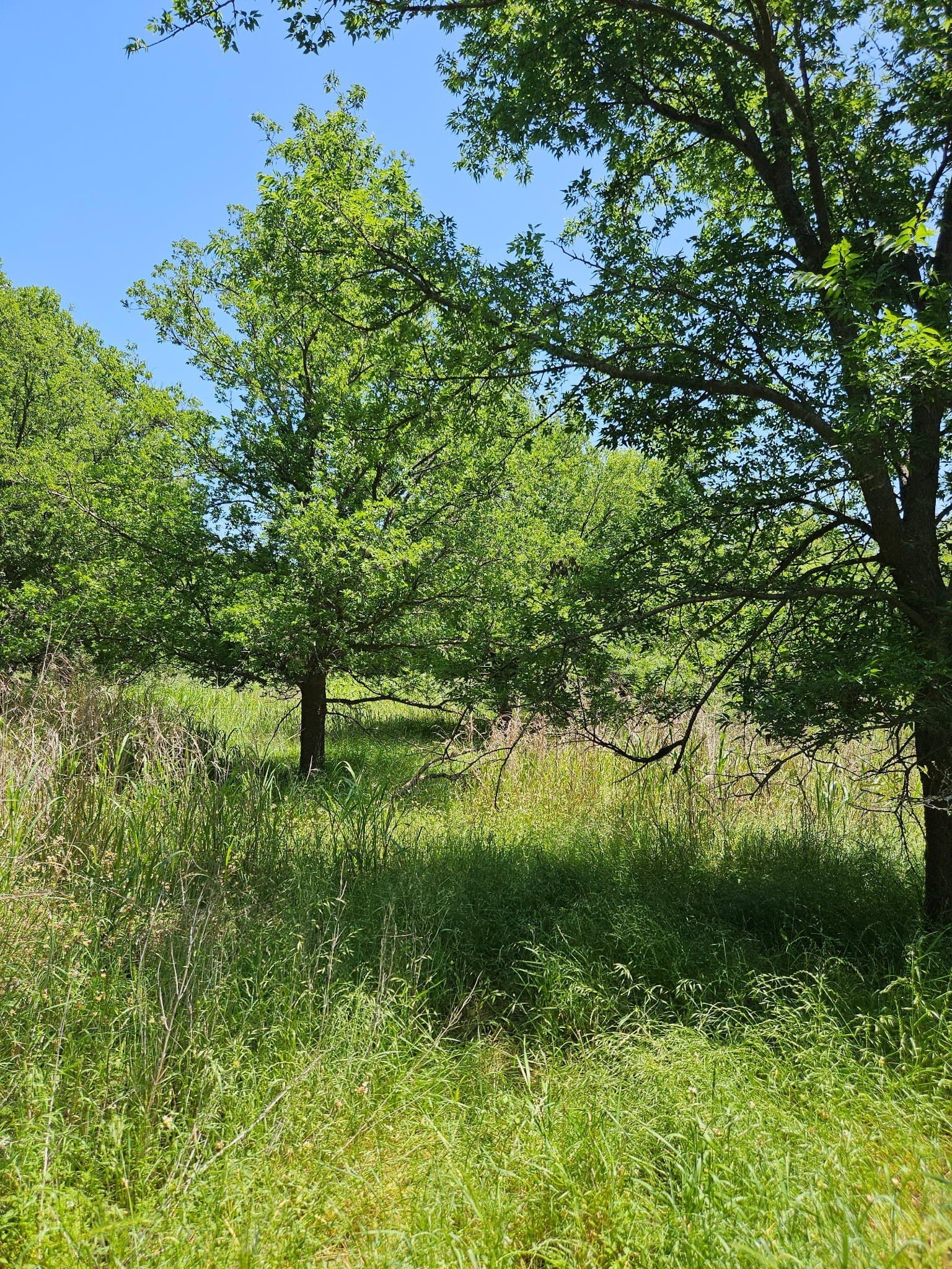 11.94 acres in Eastland County - photo 6