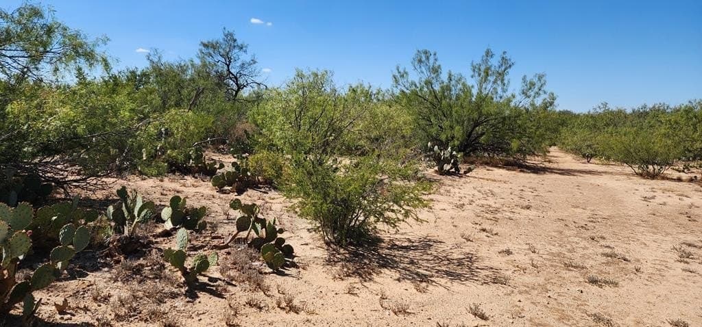 109.84 acres in Dimmit County - photo 7
