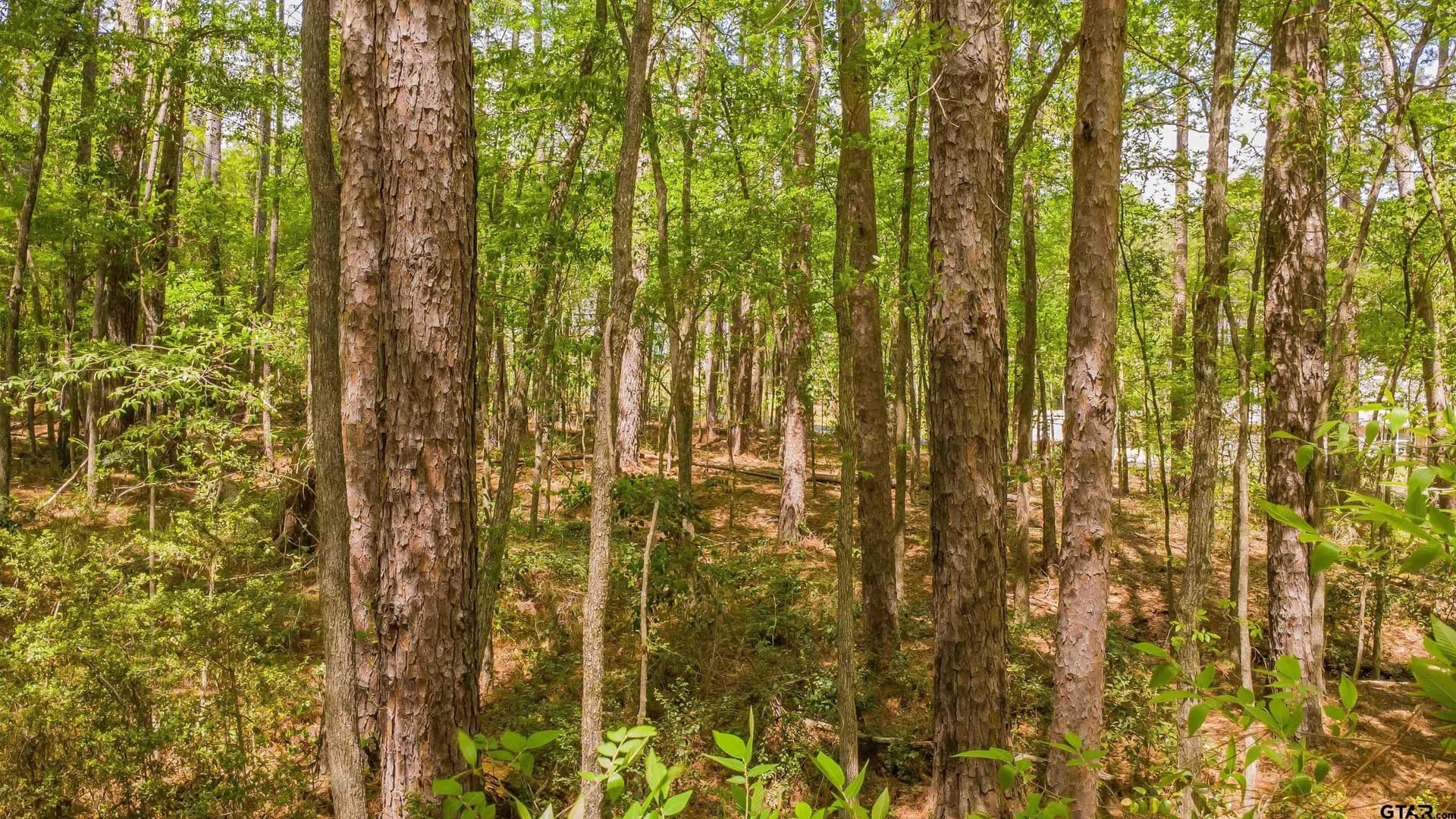 0.62 acres in Smith County - photo 13