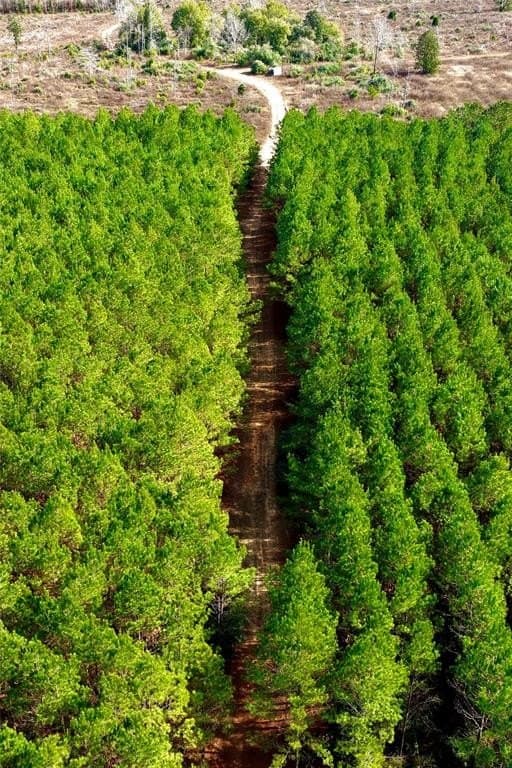 140 acres in Polk County gallery image 4