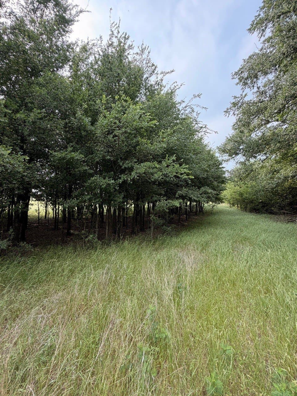 16.32 acres in Hill County - photo 11