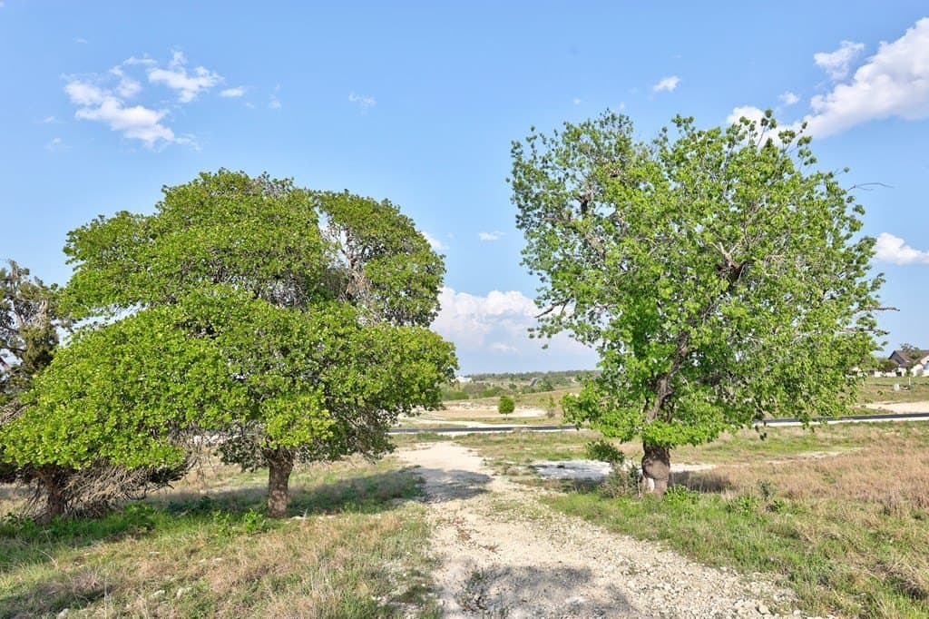 5.01 acres in Kerr County gallery image 3