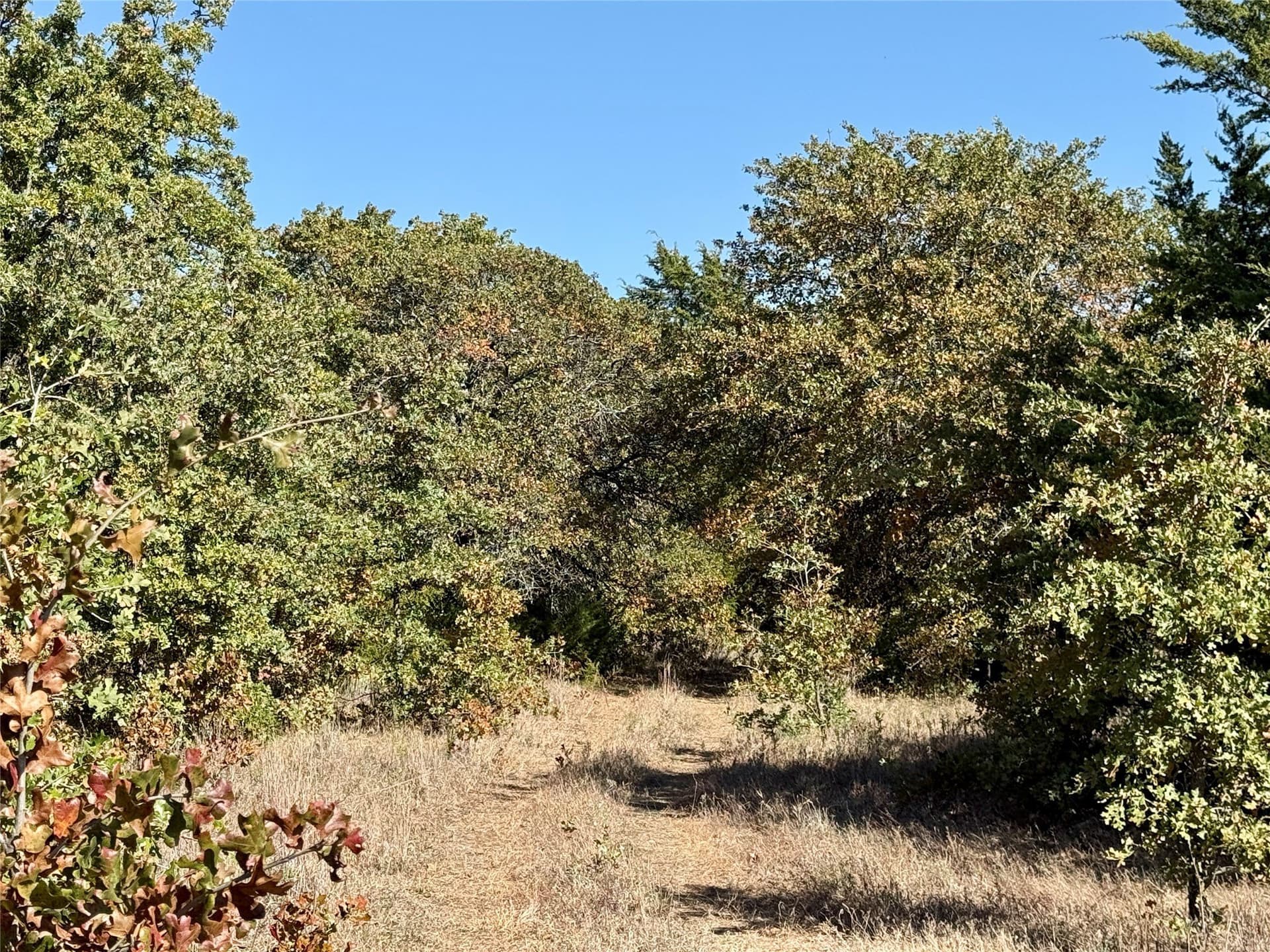 76.52 acres in Montague County - photo 12