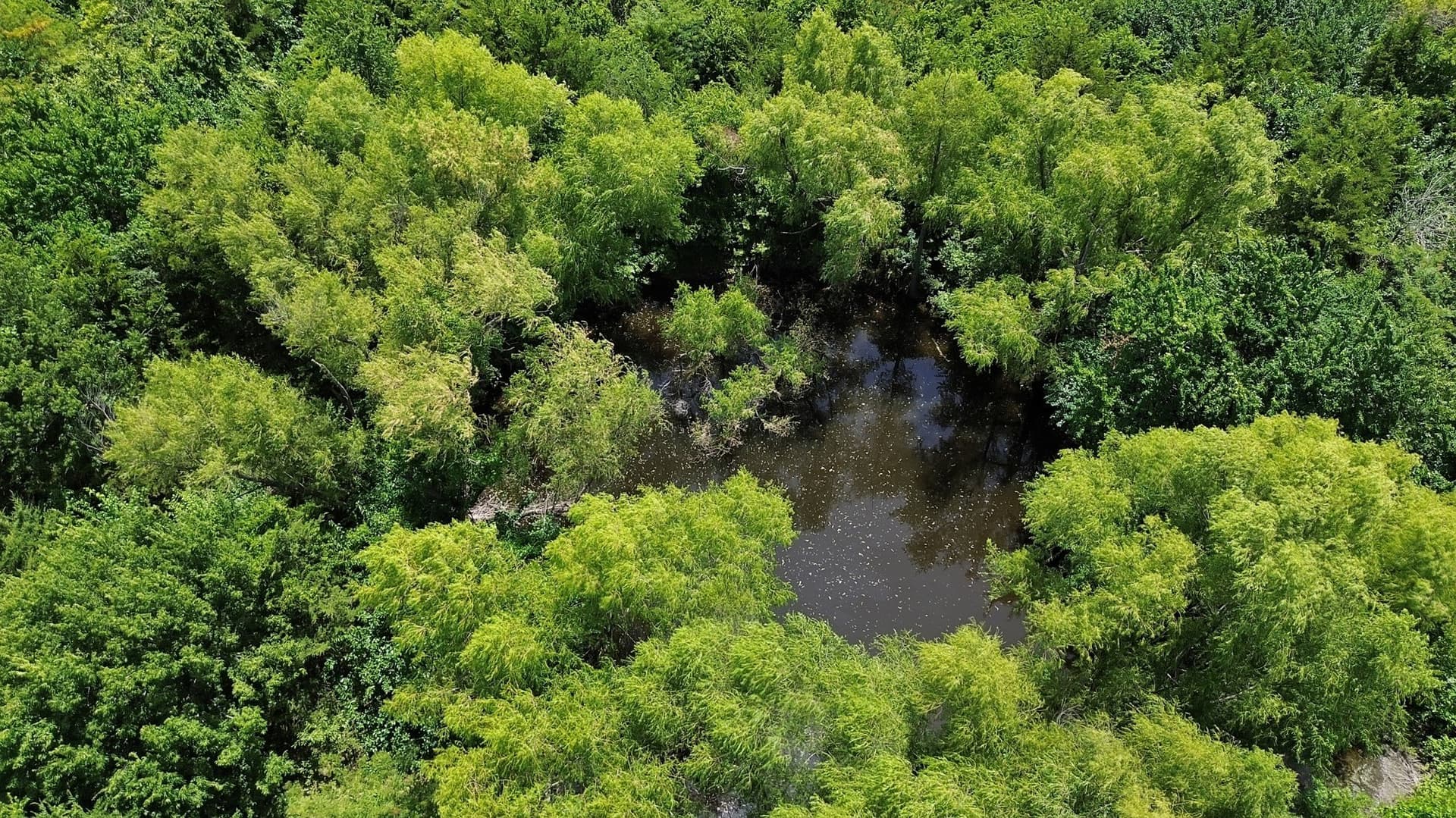 12.03 acres in Collin County - photo 13
