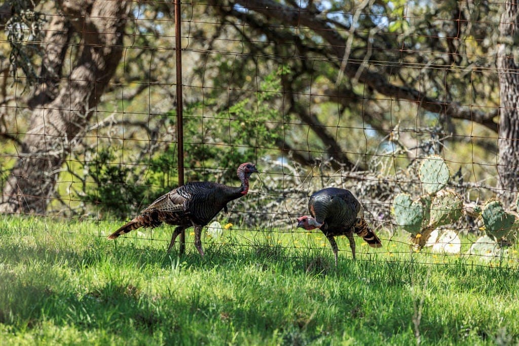 21 acres in Kerr County gallery image 4