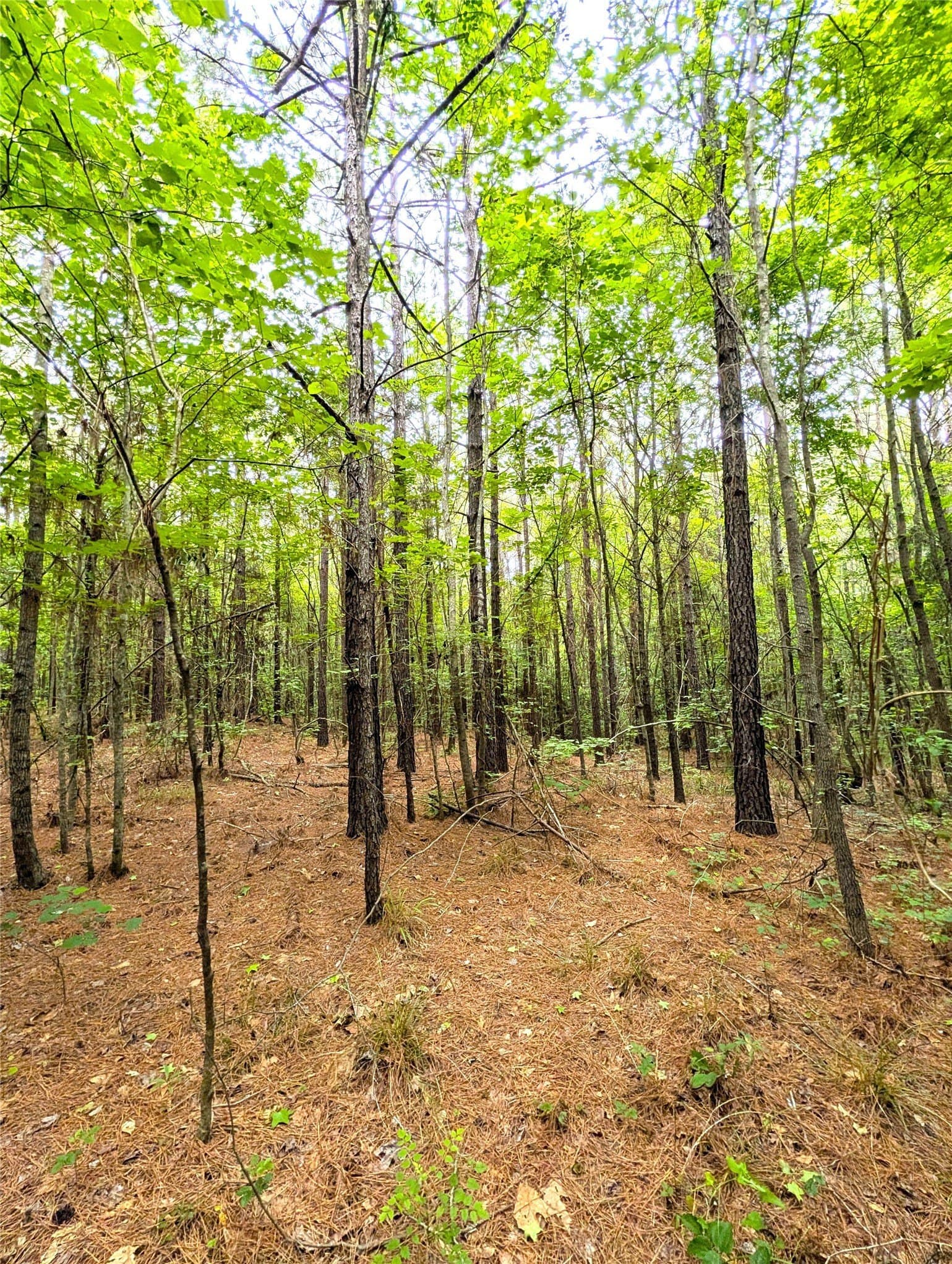 66.4 acres in Cherokee County - photo 8