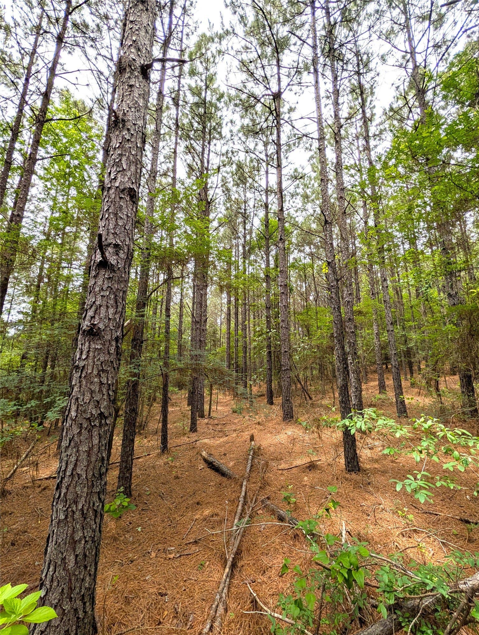 66.4 acres in Cherokee County - photo 10